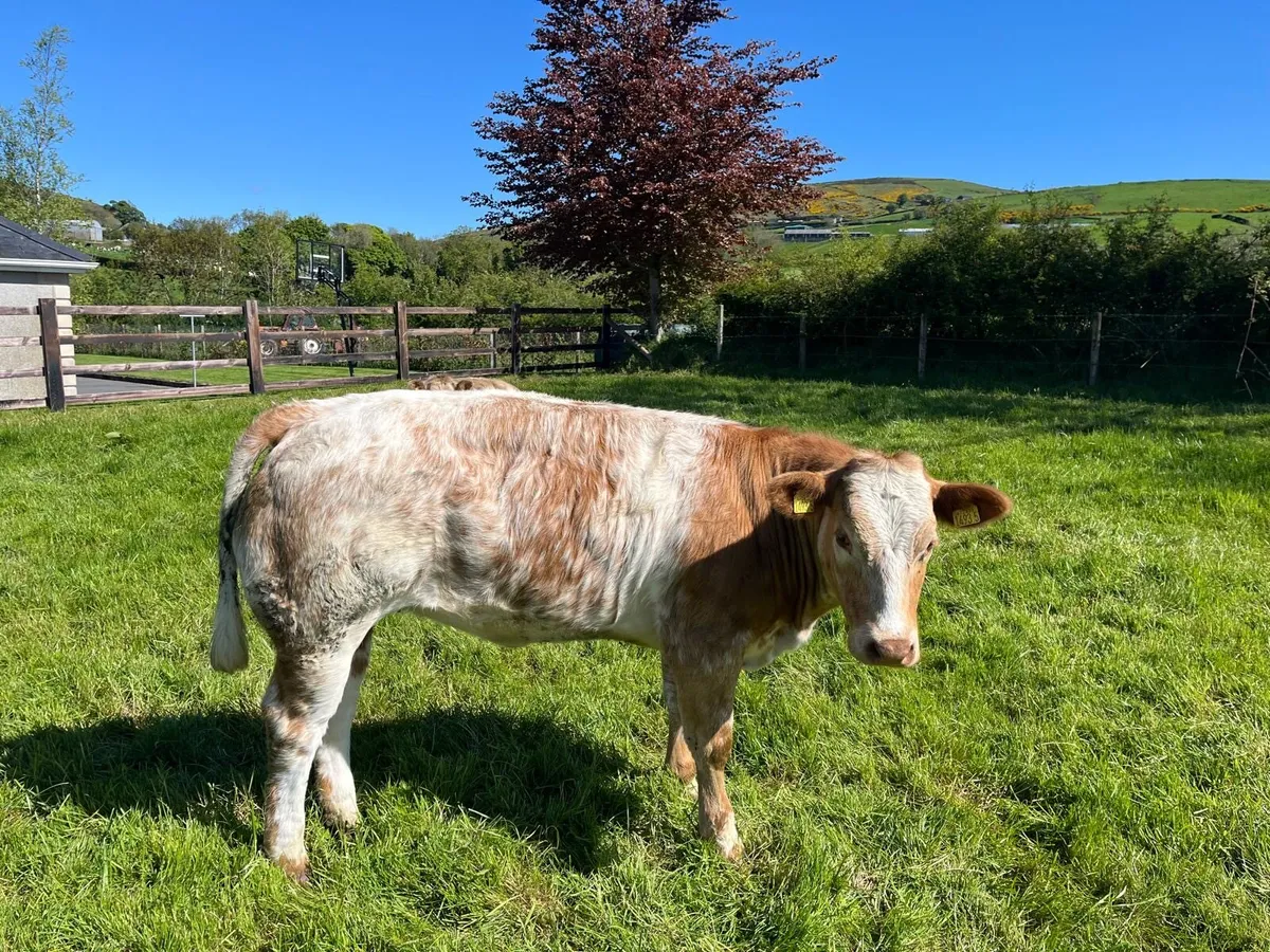 Heifer - Image 3