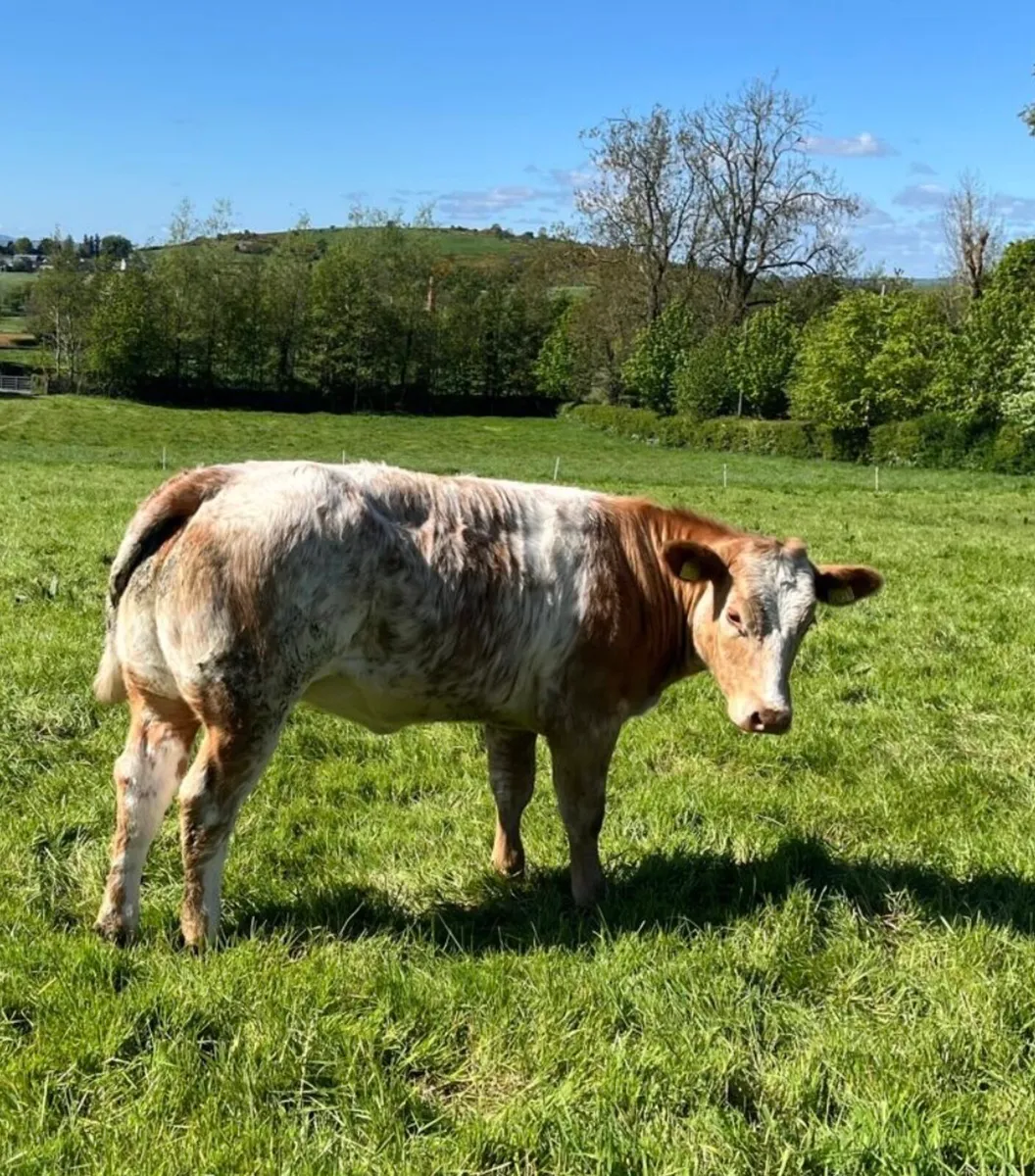 Heifer - Image 1