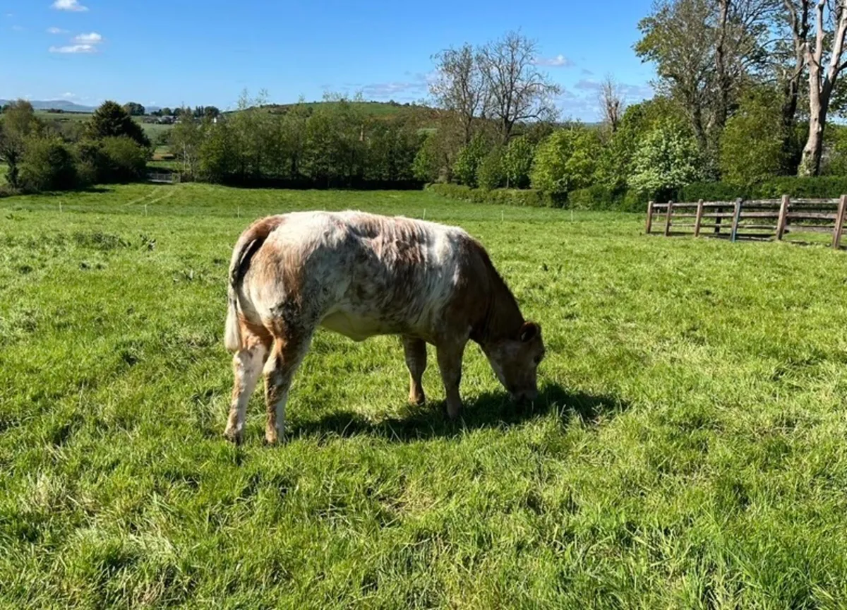 Heifer - Image 2