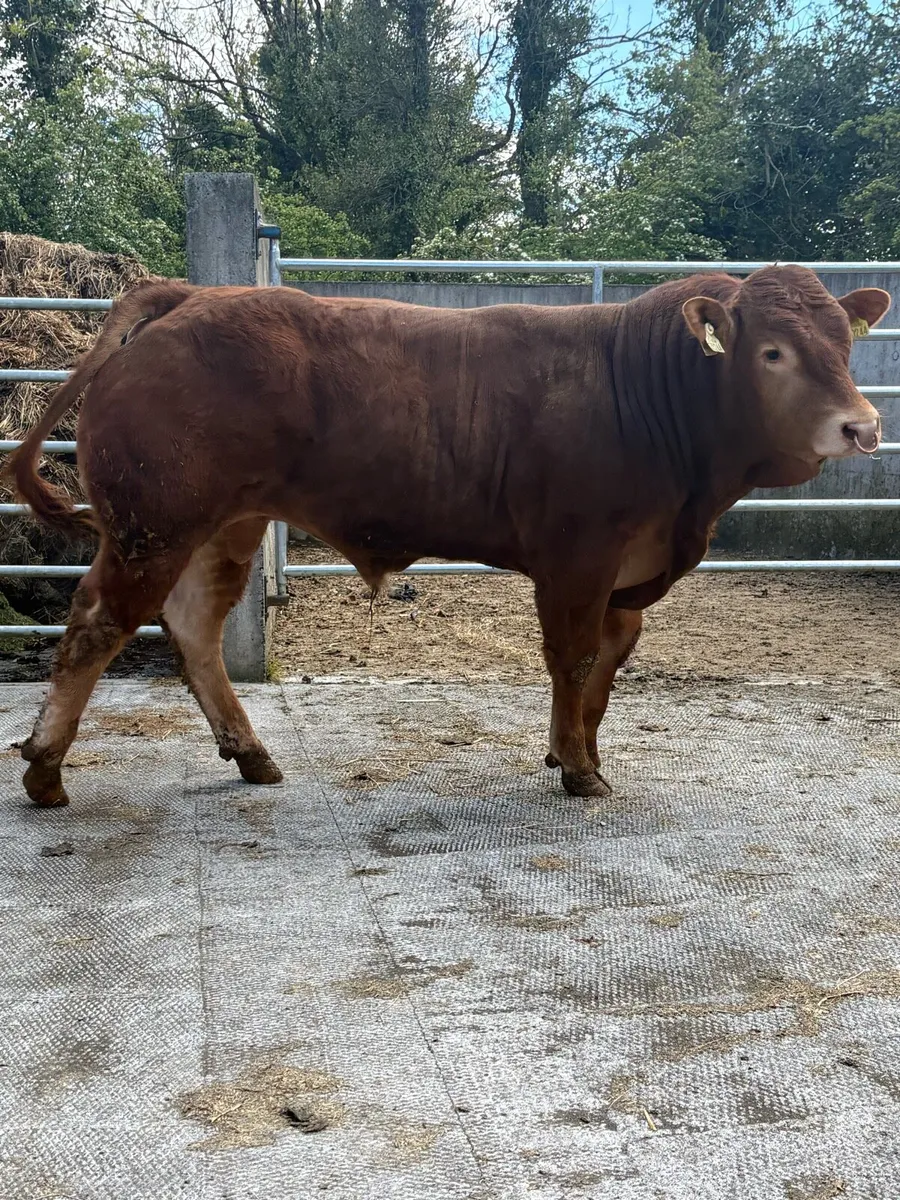 ⭐️Limousin bulls⭐️ - Image 1