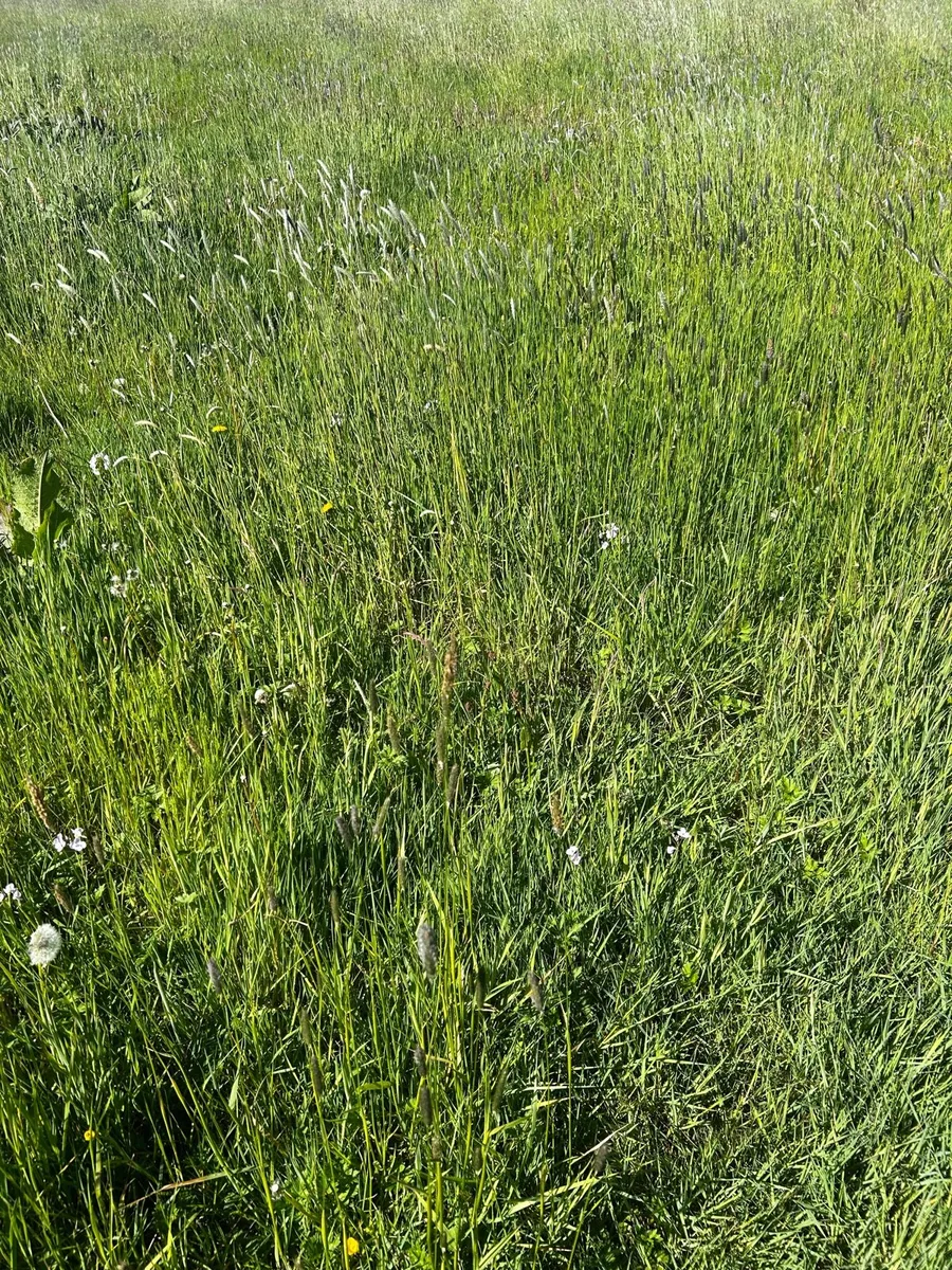 Standing Grass - Image 3