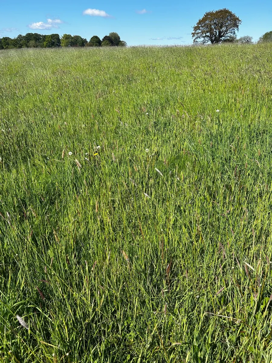 Standing Grass - Image 1
