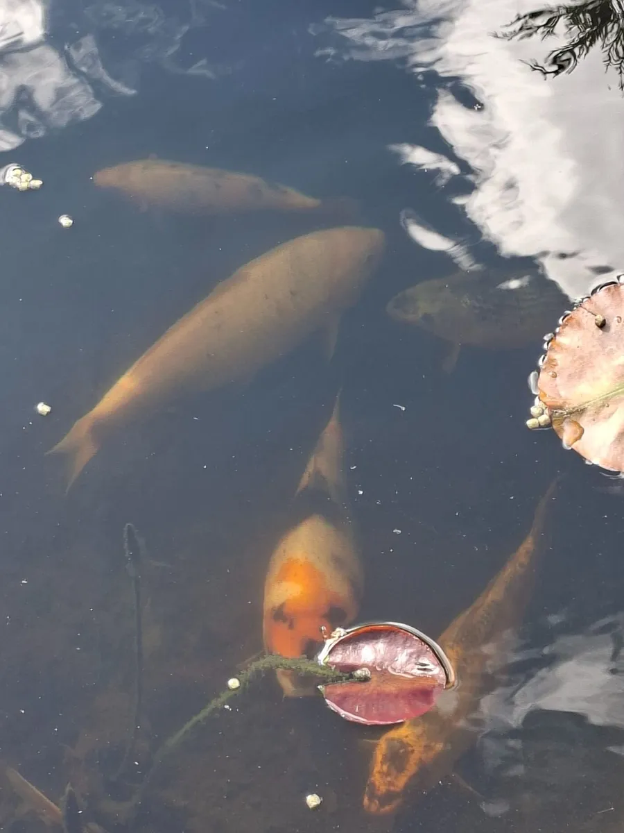 Koi fish - Image 2