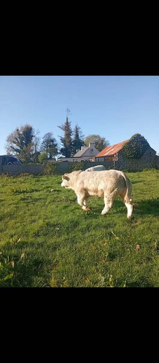 Scardaune Charolais - Image 3