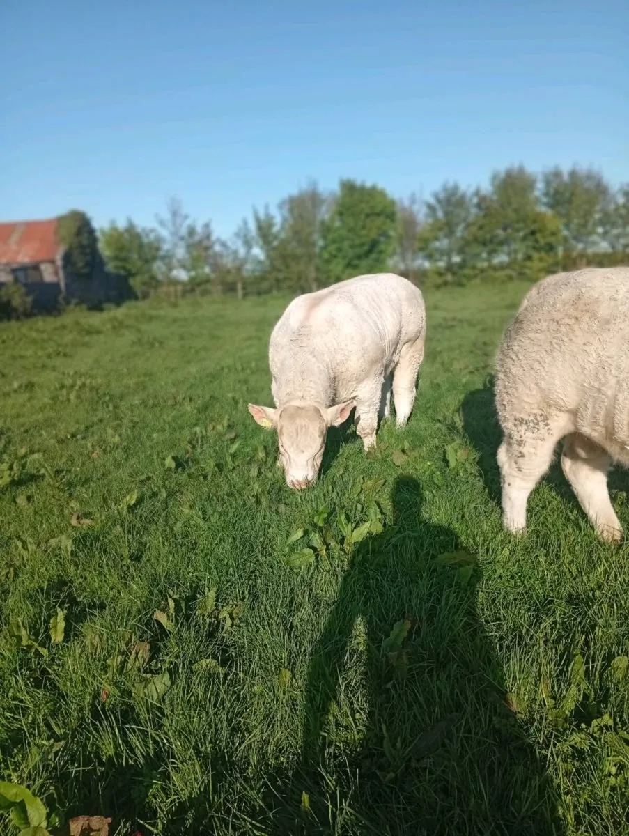 Scardaune Charolais - Image 1