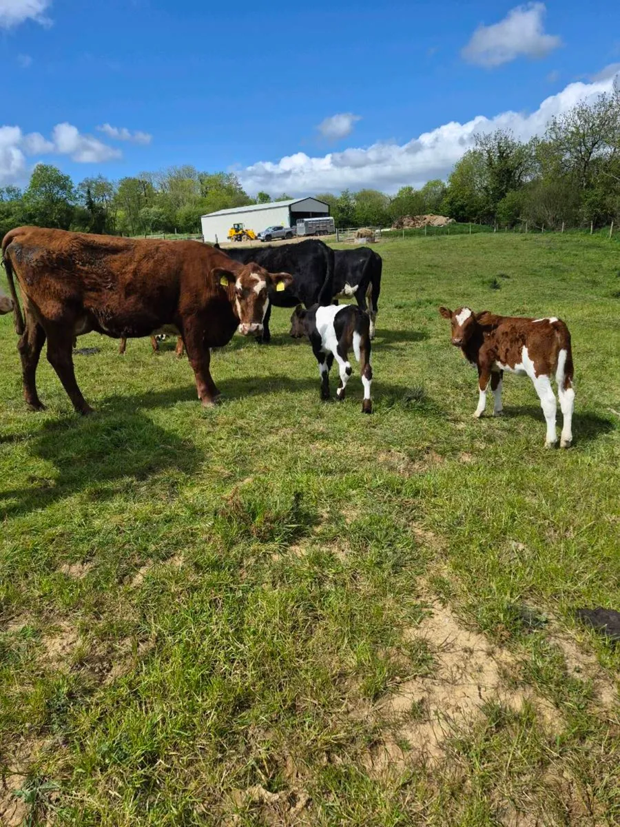 Herefords heifers with calves - Image 1