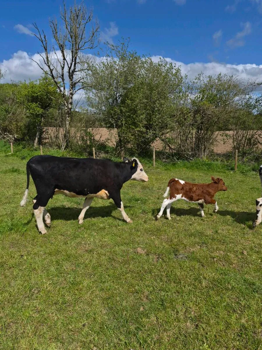 Herefords heifers with calves - Image 2
