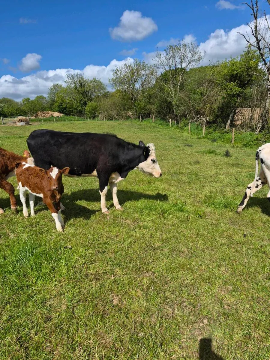 Herefords heifers with calves - Image 3