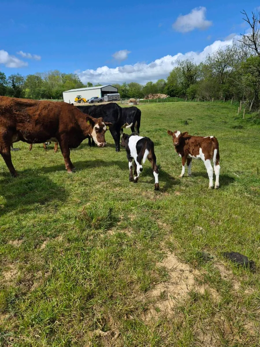 Herefords heifers with calves - Image 4