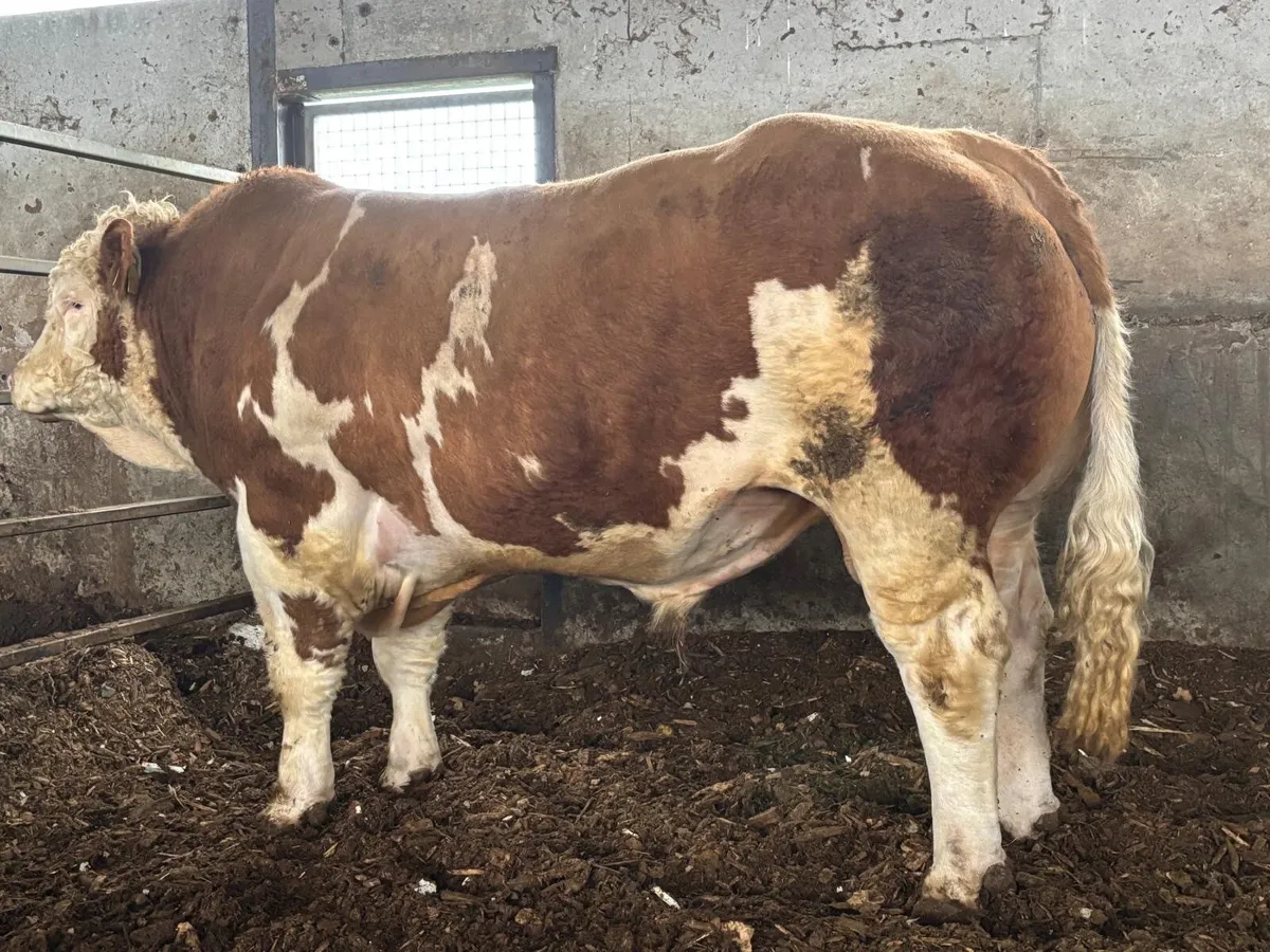 2 Simmental bulls for sale - Image 2
