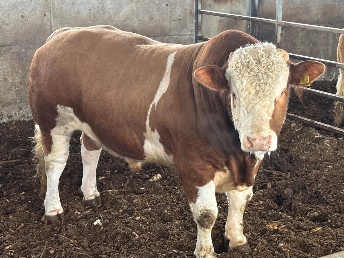 2 Simmental bulls for sale - Image 1