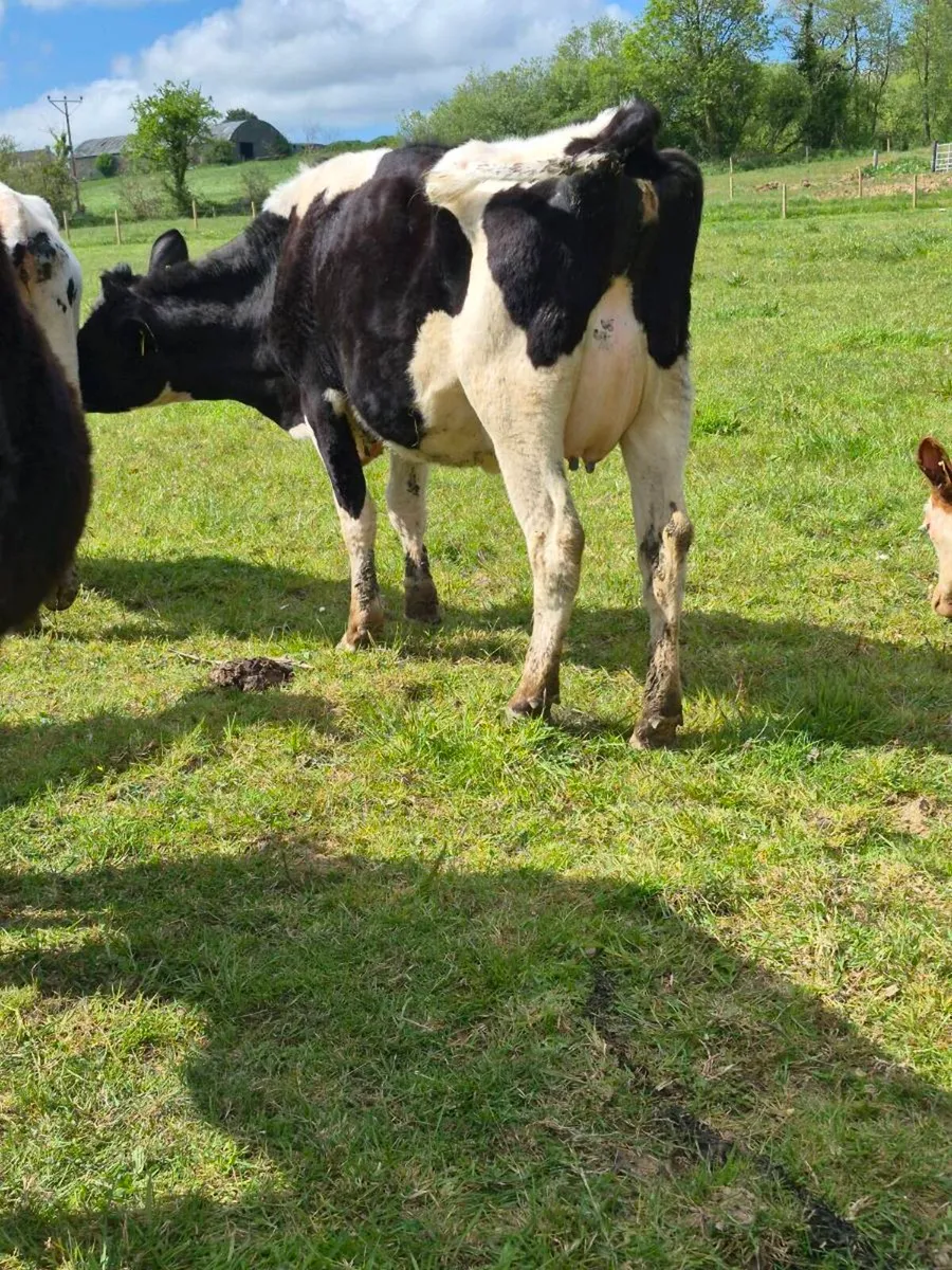 Br freisan incalf heifer - Image 1
