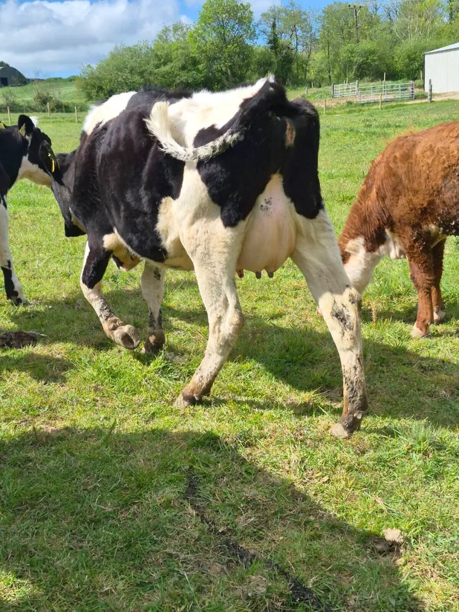 Br freisan incalf heifer - Image 3