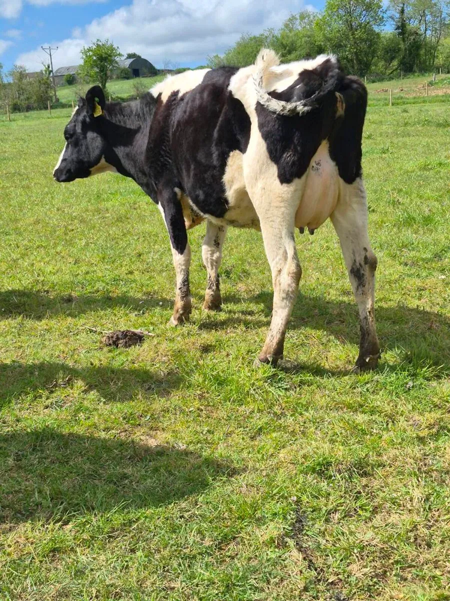 Br freisan incalf heifer - Image 2
