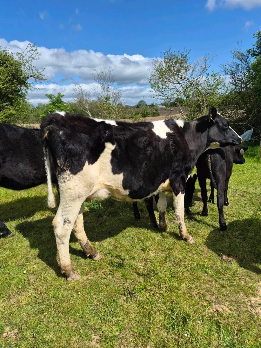 Br freisan incalf heifer - Image 4