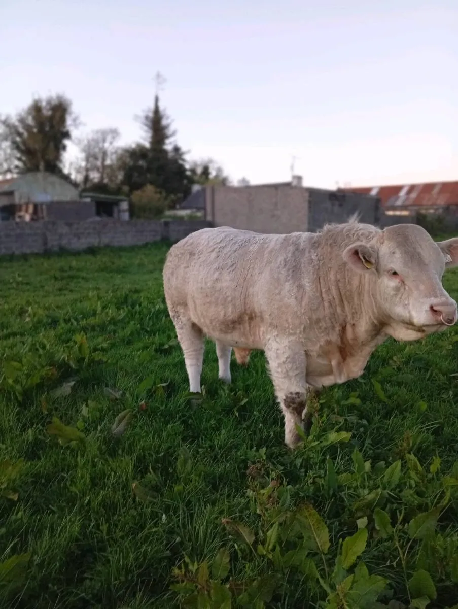 Scardaune Charolais - Image 3