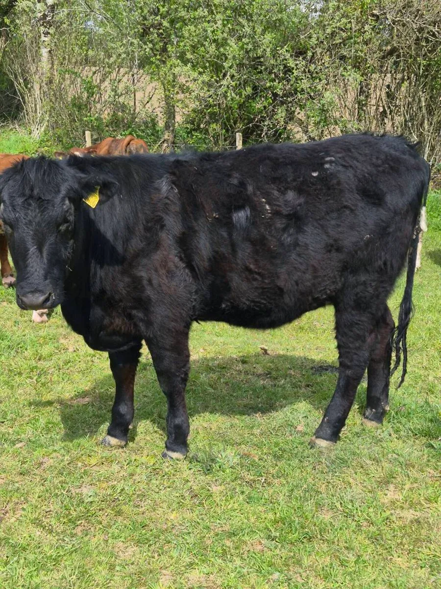 Suckler bred angus incalf heifer - Image 1