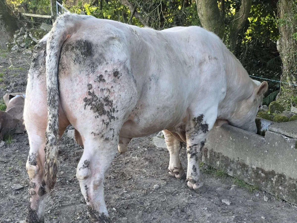 Pedigree Charolais bull - Image 4