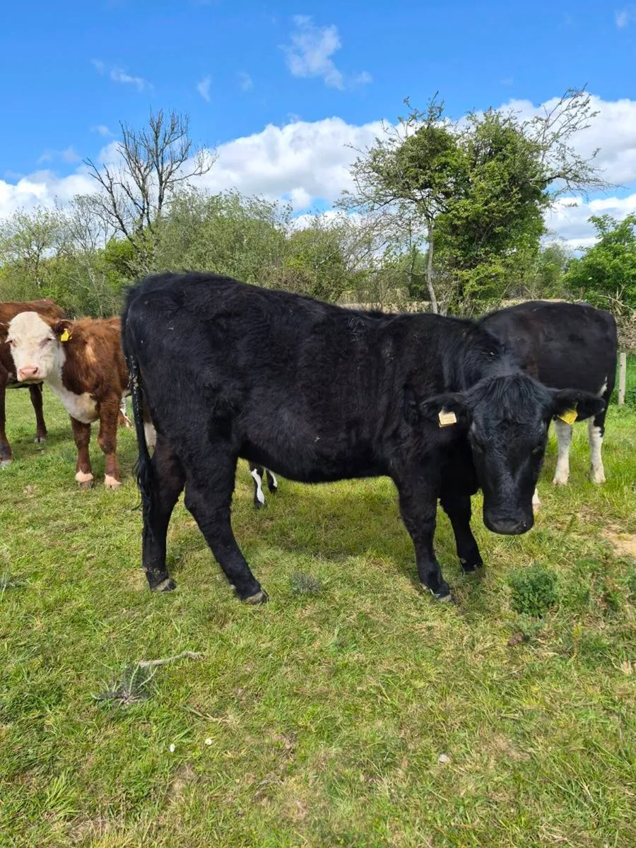 Suckler bred angus incalf heifer - Image 3