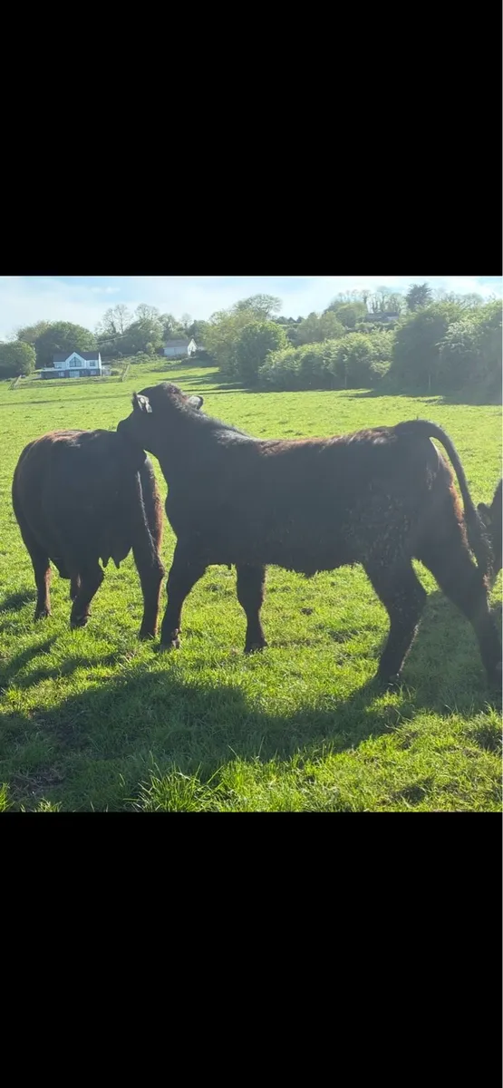 Organic Aberdeen Angus Bull - Image 1
