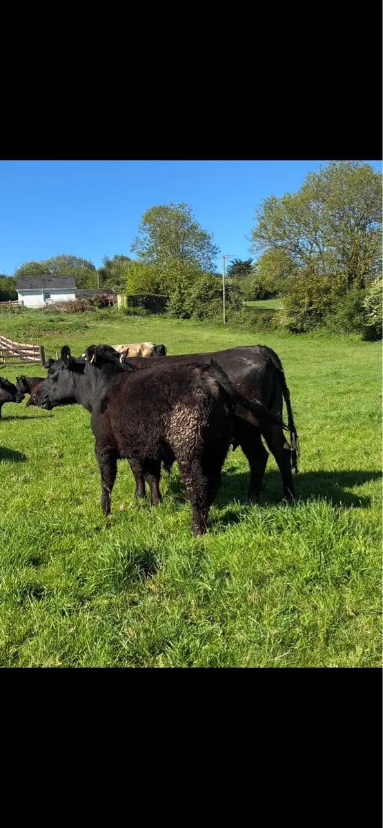 Organic Aberdeen Angus Bull - Image 2