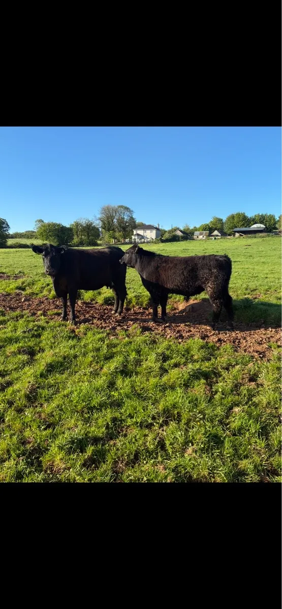 Organic Aberdeen Angus Bull - Image 3