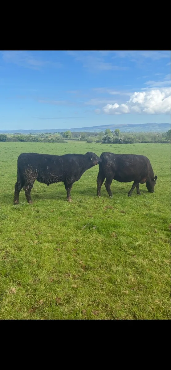 Organic Aberdeen Angus Bull - Image 4