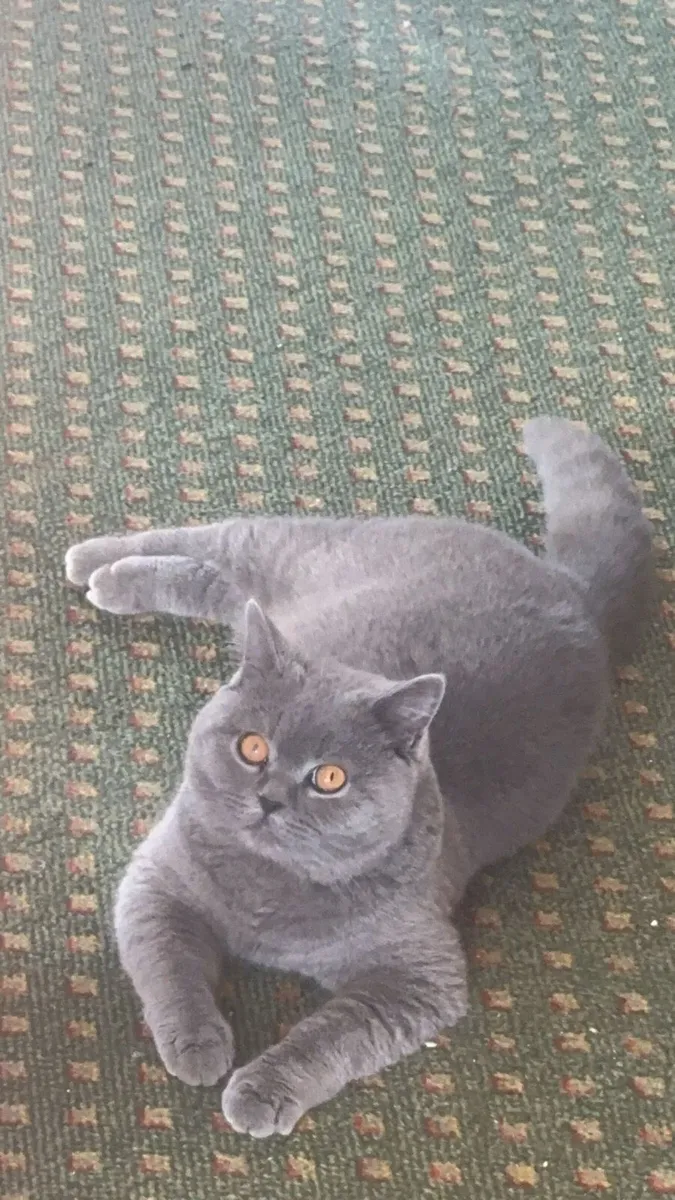 Purebred British Shorthair - Image 3