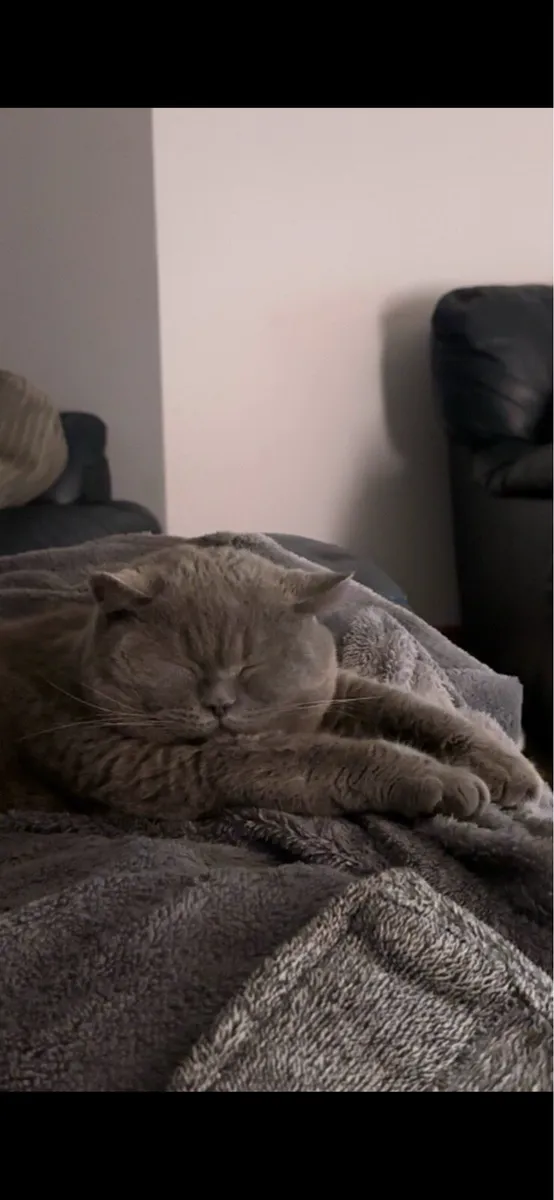 Purebred British Shorthair - Image 4