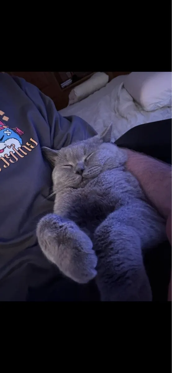 Purebred British Shorthair - Image 1