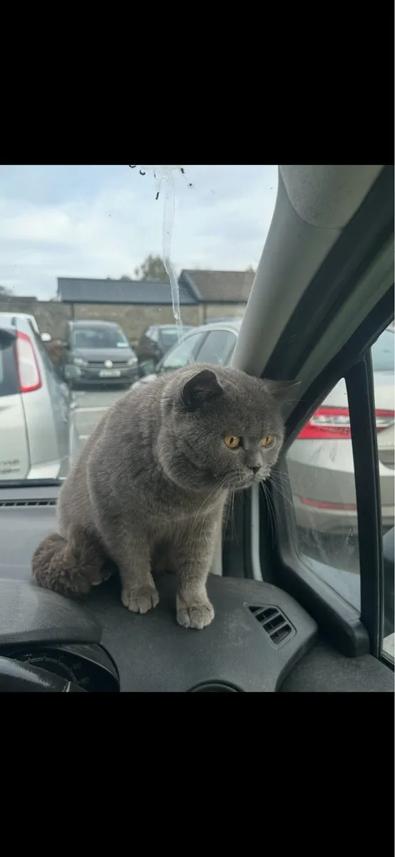 Purebred British Shorthair - Image 2