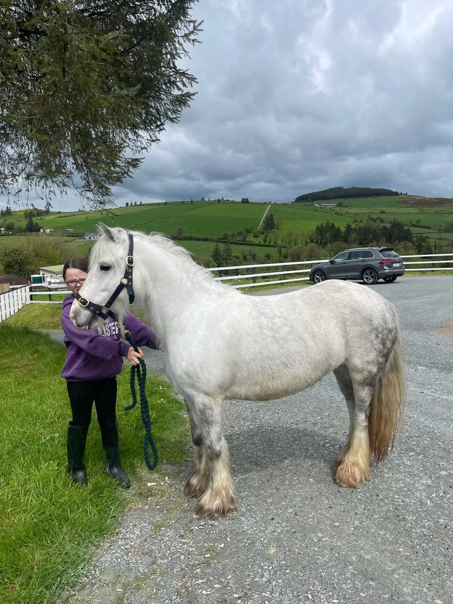 12hh 6 year old pony - Image 4