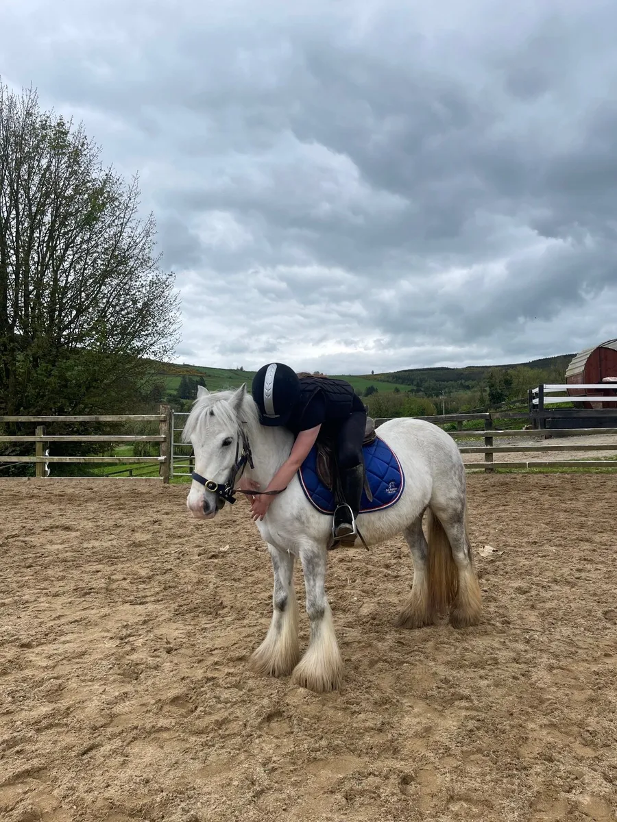 12hh 6 year old pony - Image 2