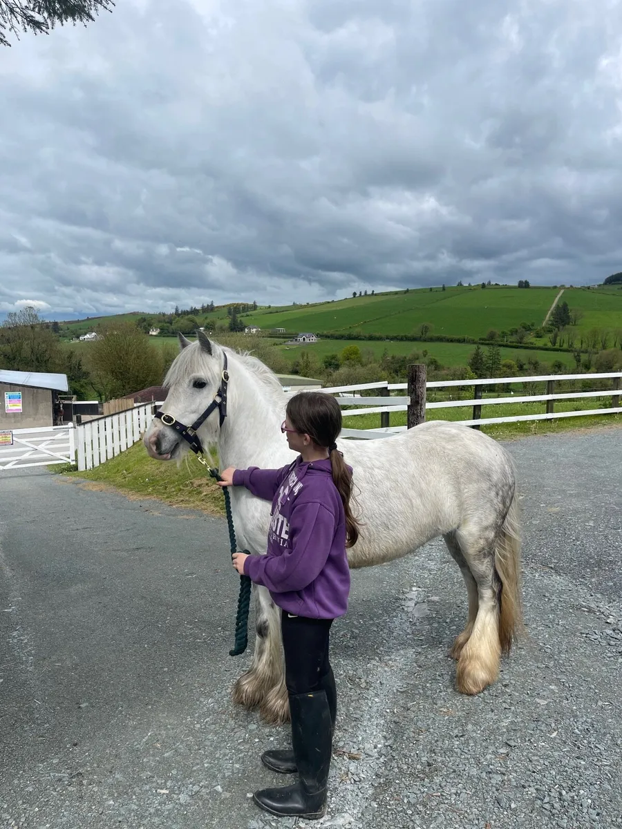 12hh 6 year old pony - Image 3