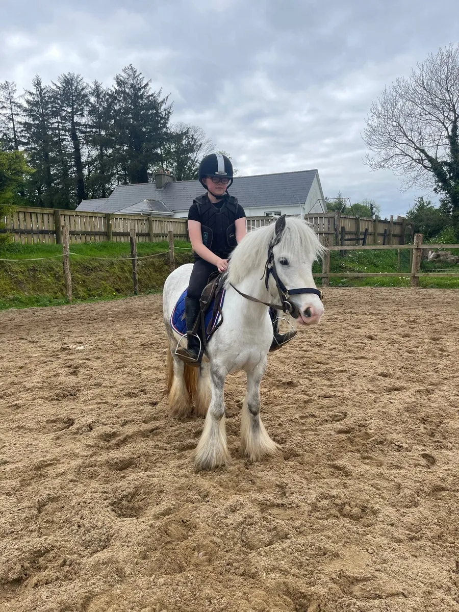 12hh 6 year old pony - Image 1