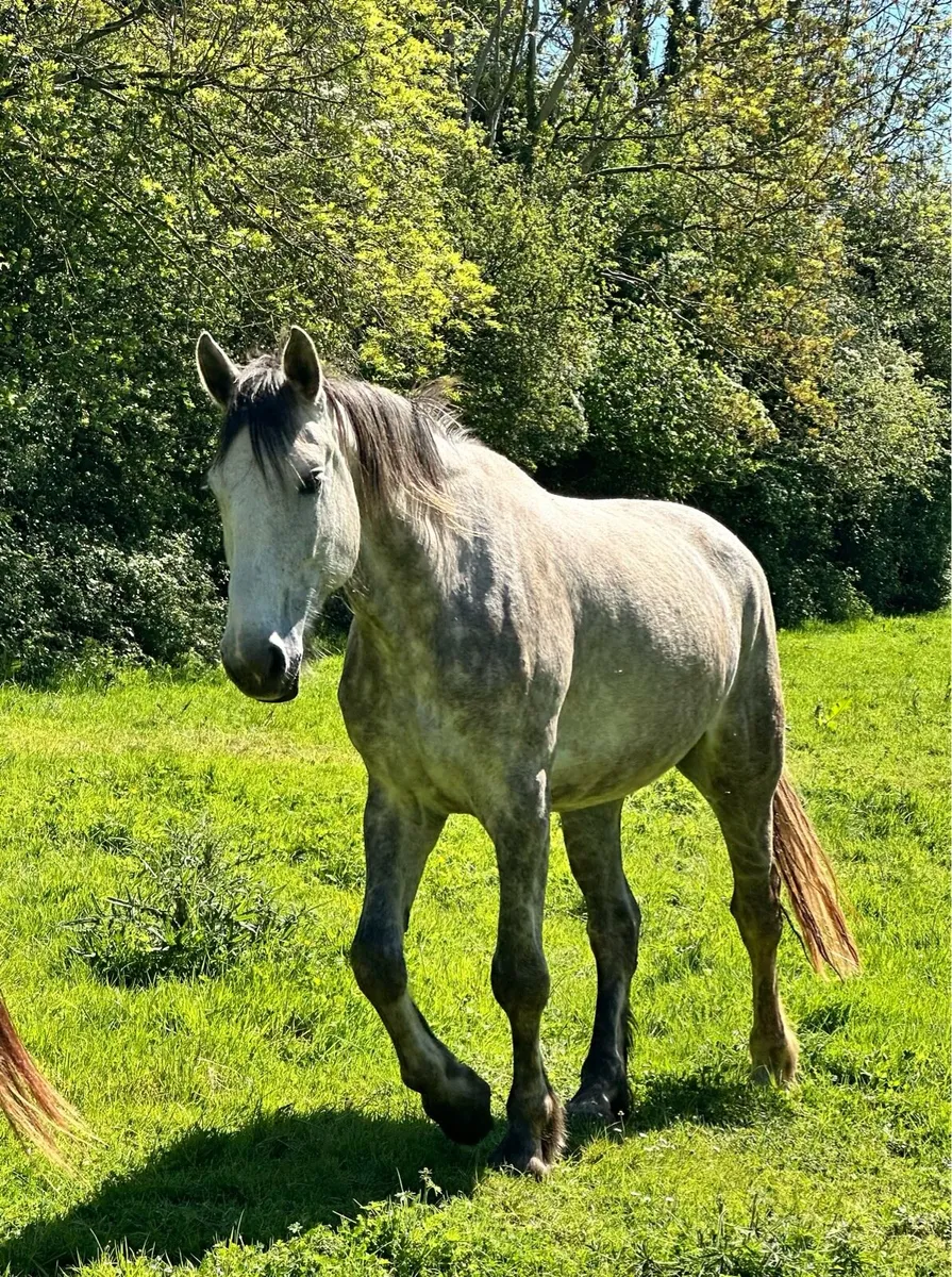 5 Year Old Irish Draft Mare - Image 1