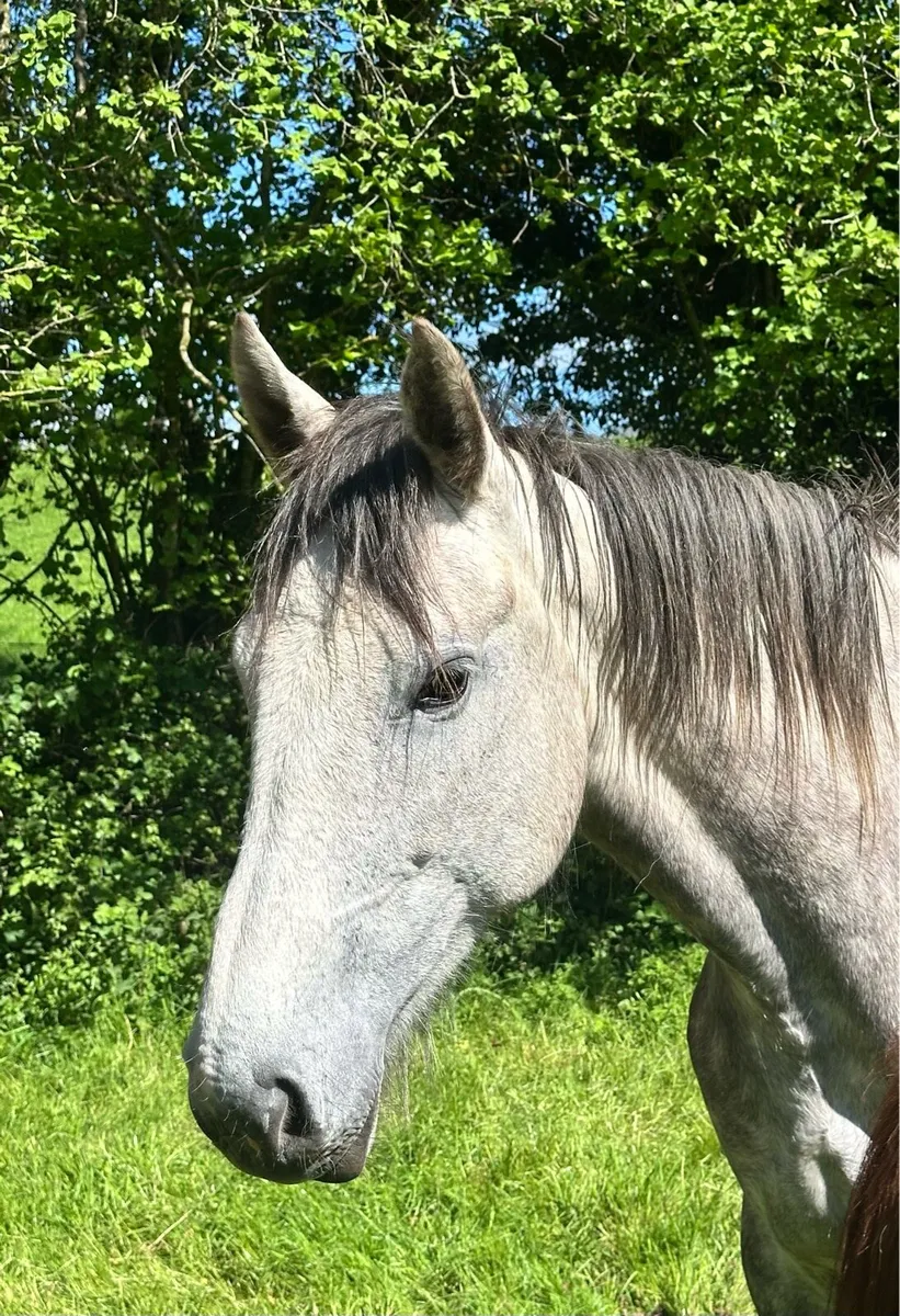 5 Year Old Irish Draft Mare - Image 2