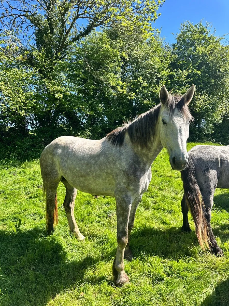 5 Year Old Irish Draft Mare - Image 3