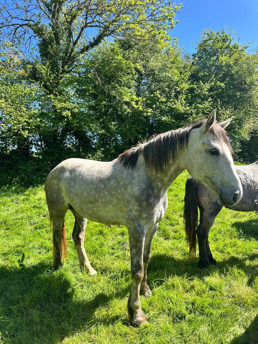 5 Year Old Irish Draft Mare - Image 4