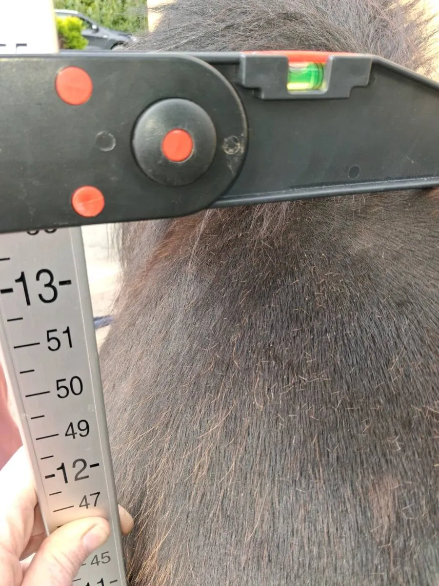 Pony - Image 1