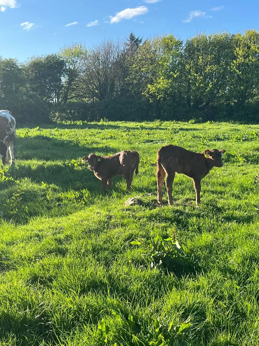 Limousin springers - Image 2