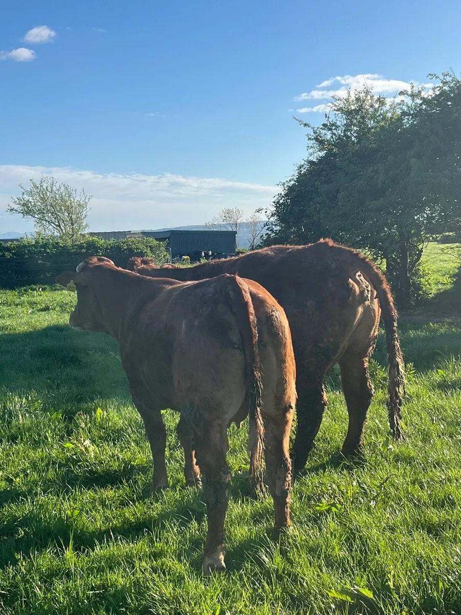 Limousin springers - Image 1