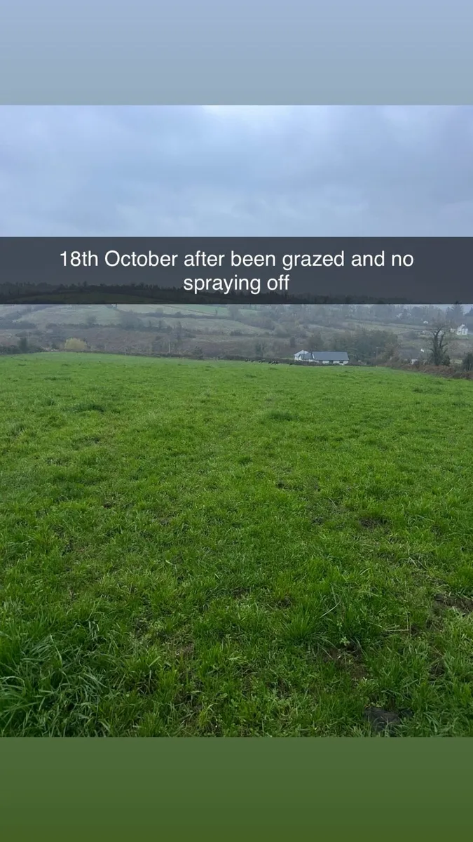 Direct Drill Reseed / overseeding - Image 4