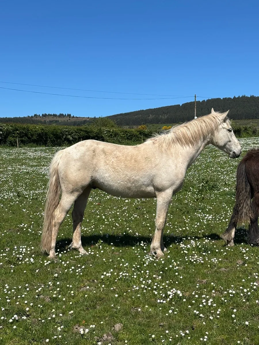 Unbroken Connemara - Image 1