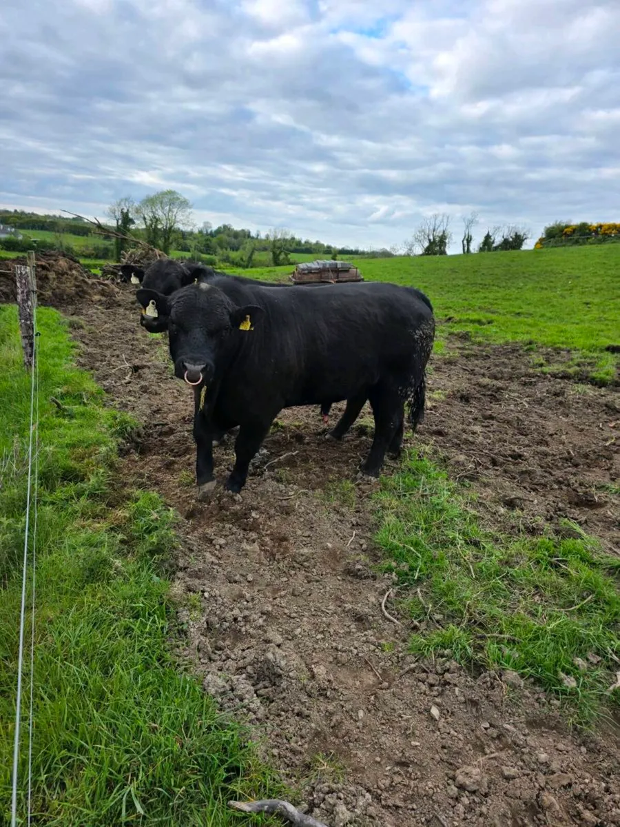 AA BULLS Ballyduff mart this week - Image 3