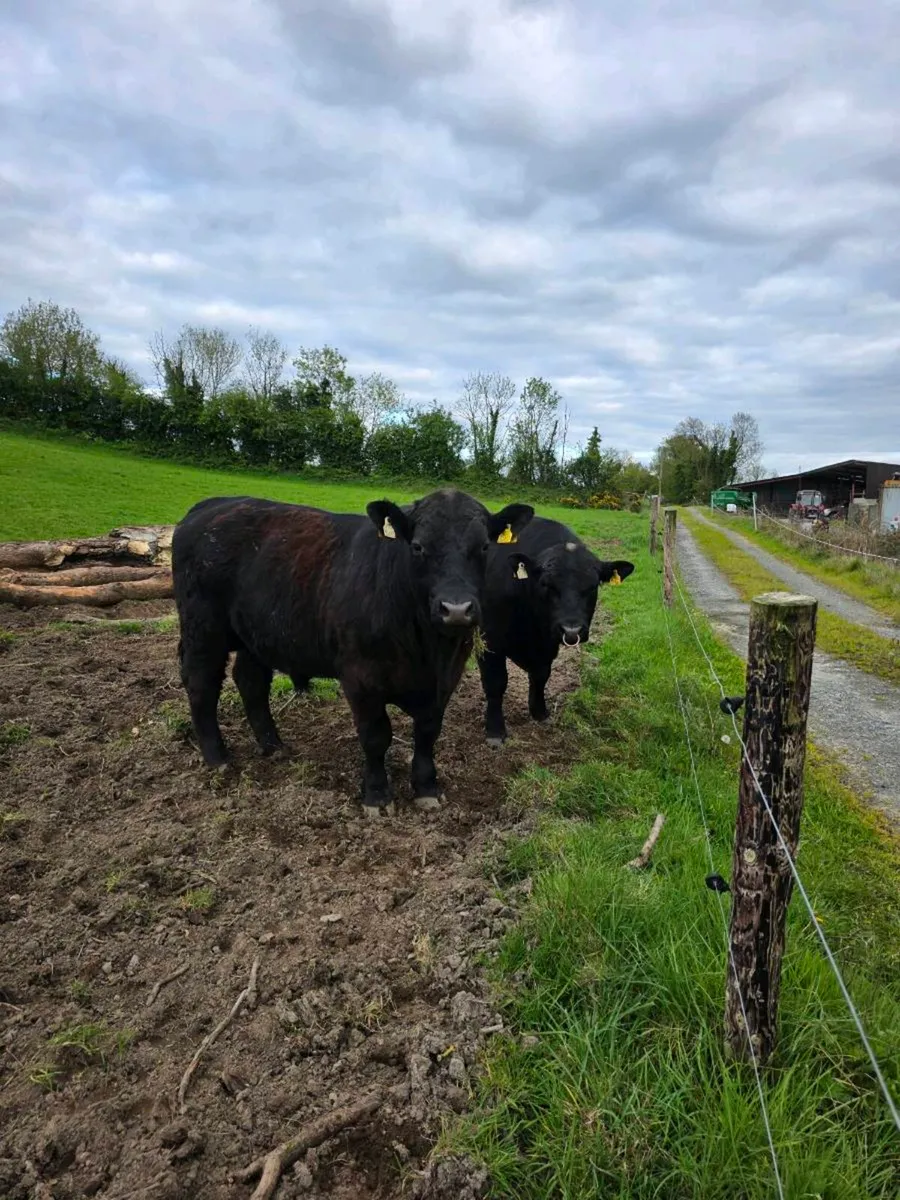 AA BULLS Ballyduff mart this week - Image 4