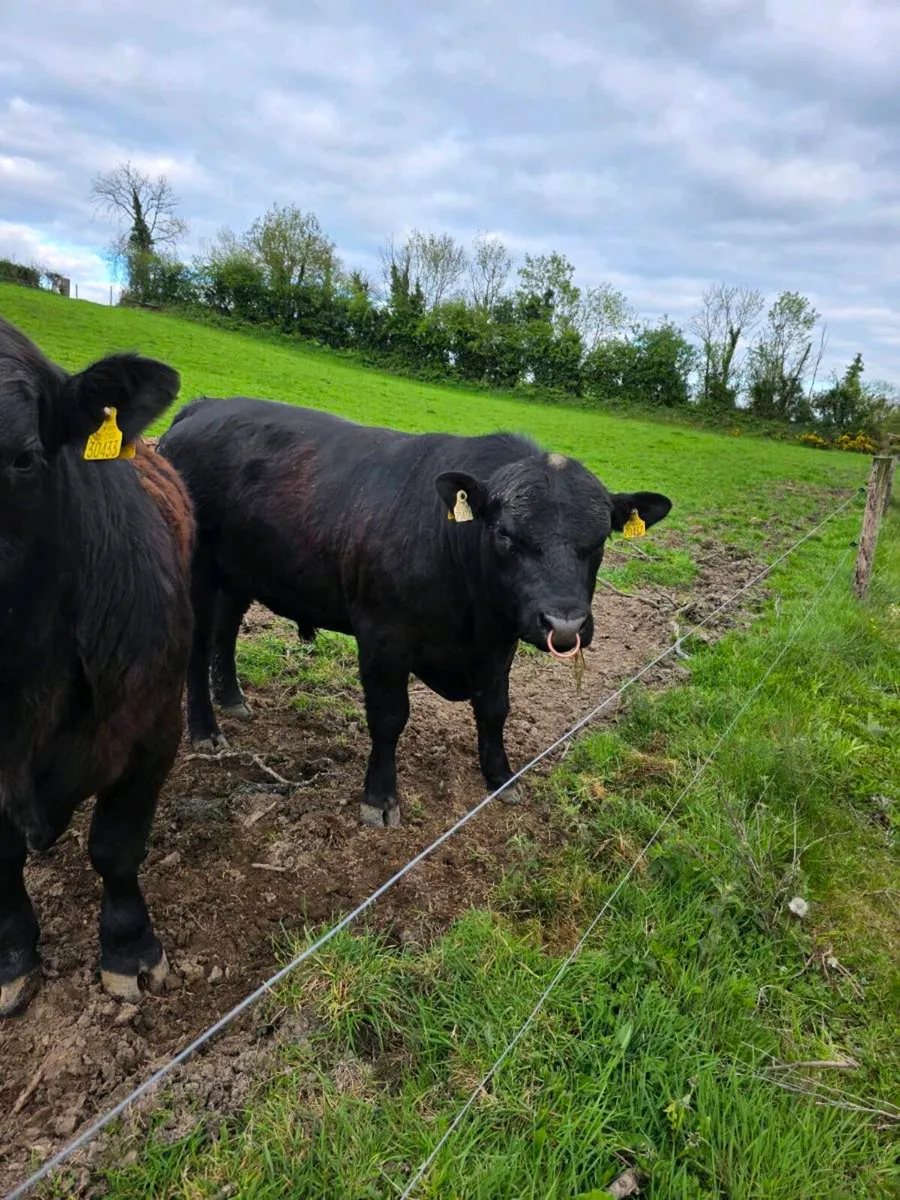 AA BULLS Ballyduff mart this week - Image 1
