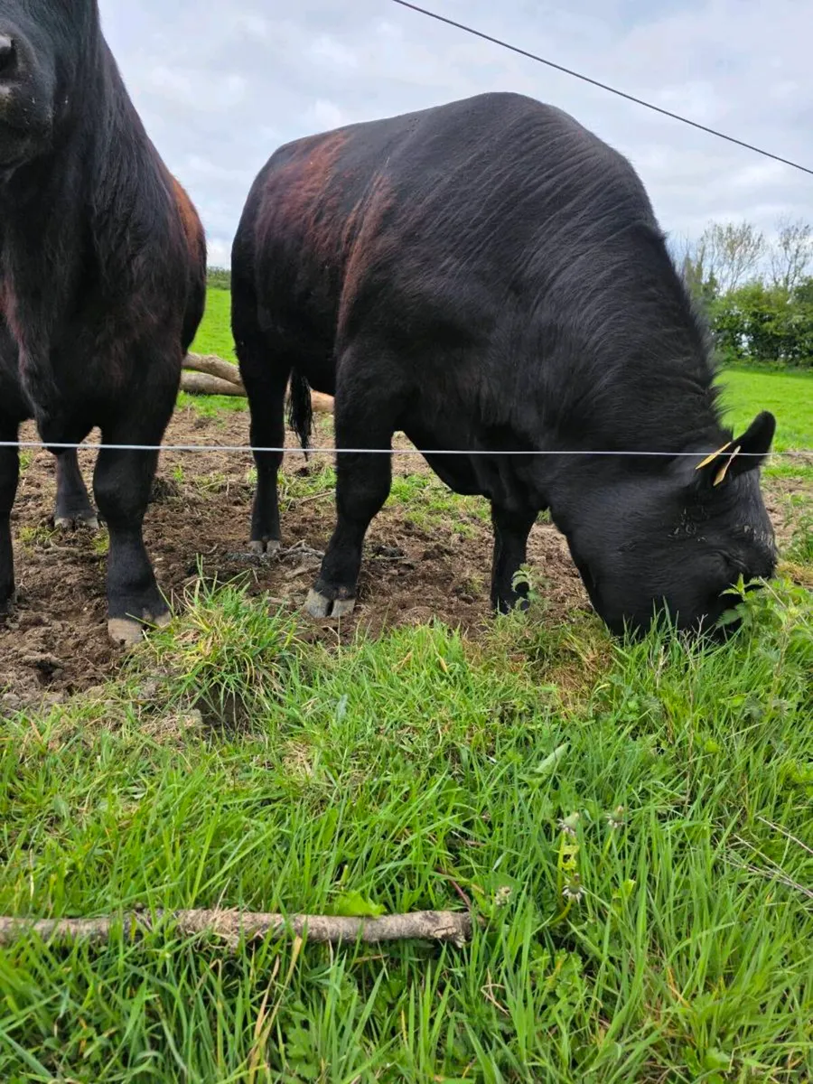 AA BULLS Ballyduff mart this week - Image 2