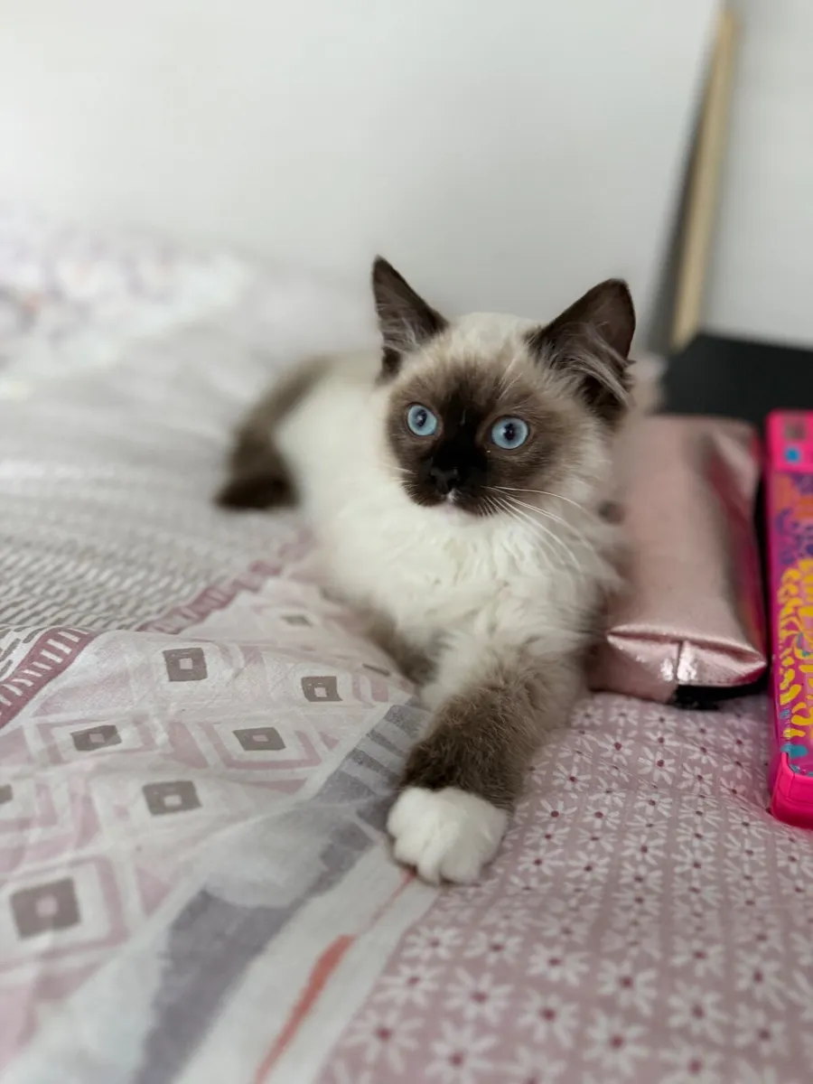 Ragdoll kitten - Image 1