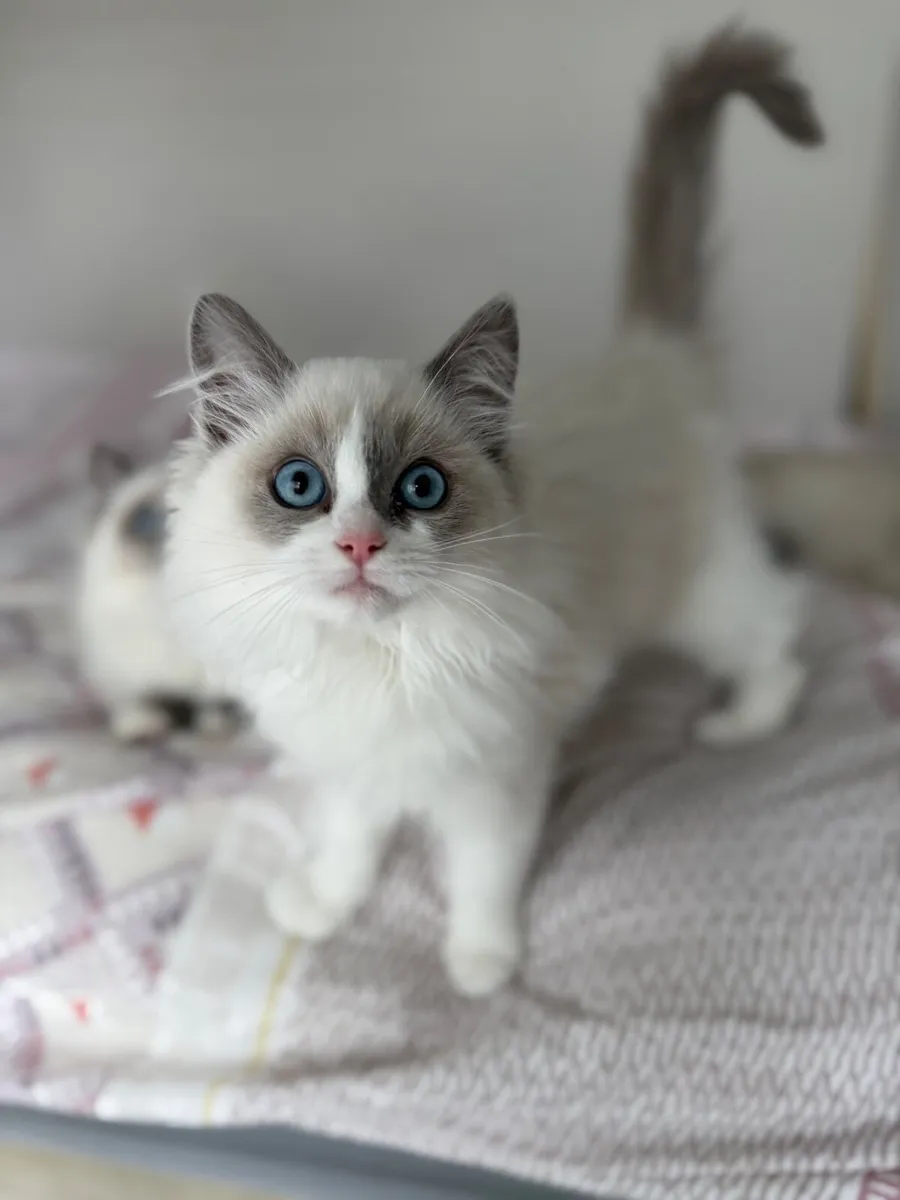 Ragdoll kitten - Image 2